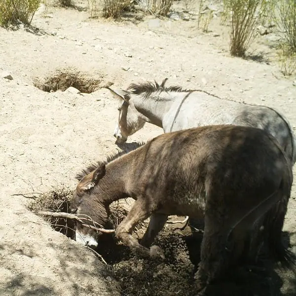 Sonkey digging a deep hole in the desert to get water