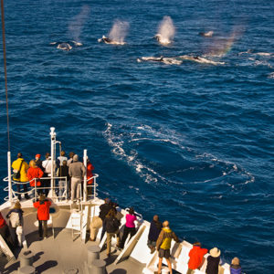 tourists-watching-fin-whales-from-a-cruise-ship-