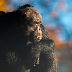 chimpanzee-on-sunset