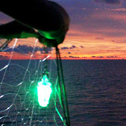 Green LED lights used to optimize fishing net usage