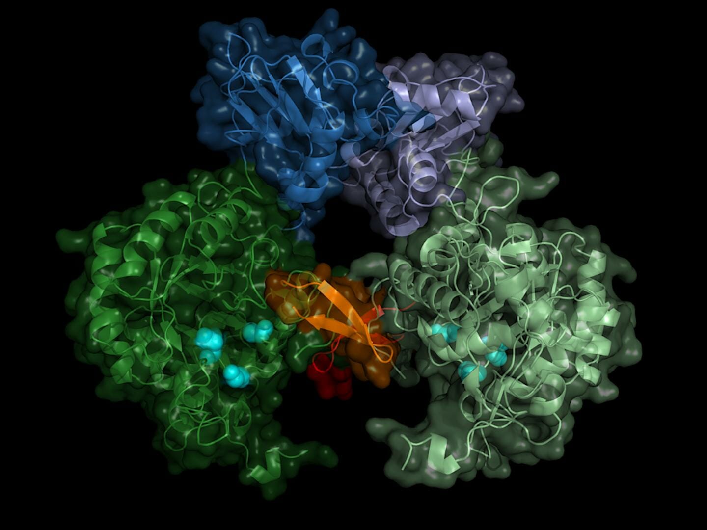 Structure of the parasite's IMP dehydrogenase