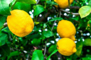 Lemons growing on tree