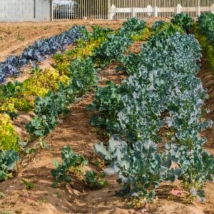 Field of vegetable crops.