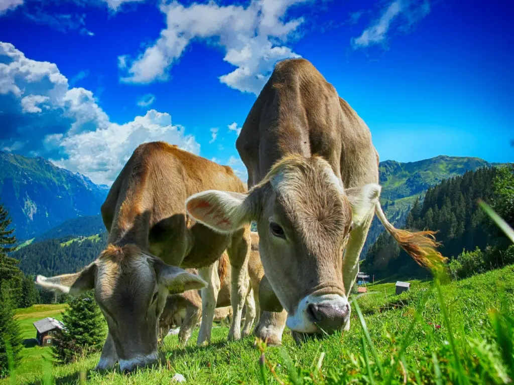 Cows grazing