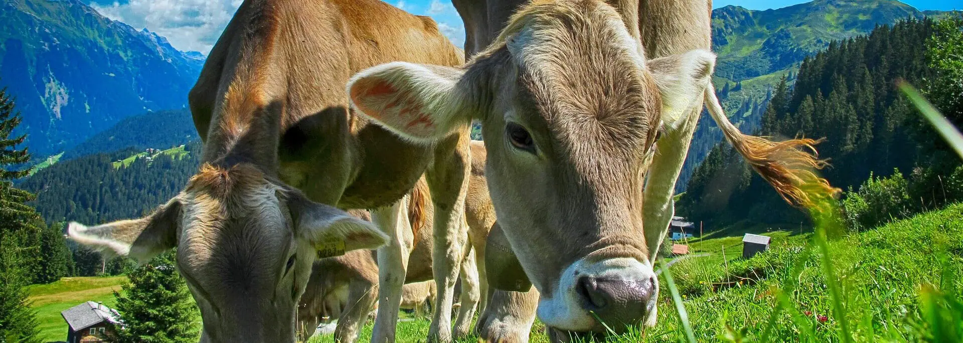 Cows grazing