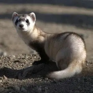 black footed ferret