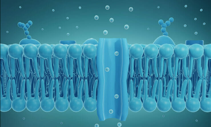 Graphic shows the bilayer structure of a living cell membrane, composed of phospholipid. A phospholipid consists of a hydrophilic or water-loving head and hydrophobic or water-fearing tail.