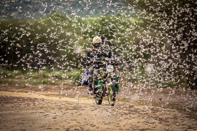 Person riding motorcycle through masses of locusts.