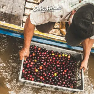 Washing fruit