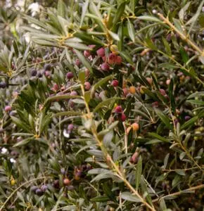 Olive fruit on the tree
