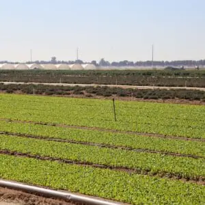 Farm field