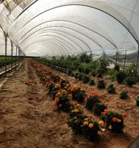 Marigolds and other plants growing in row under a shade screen.