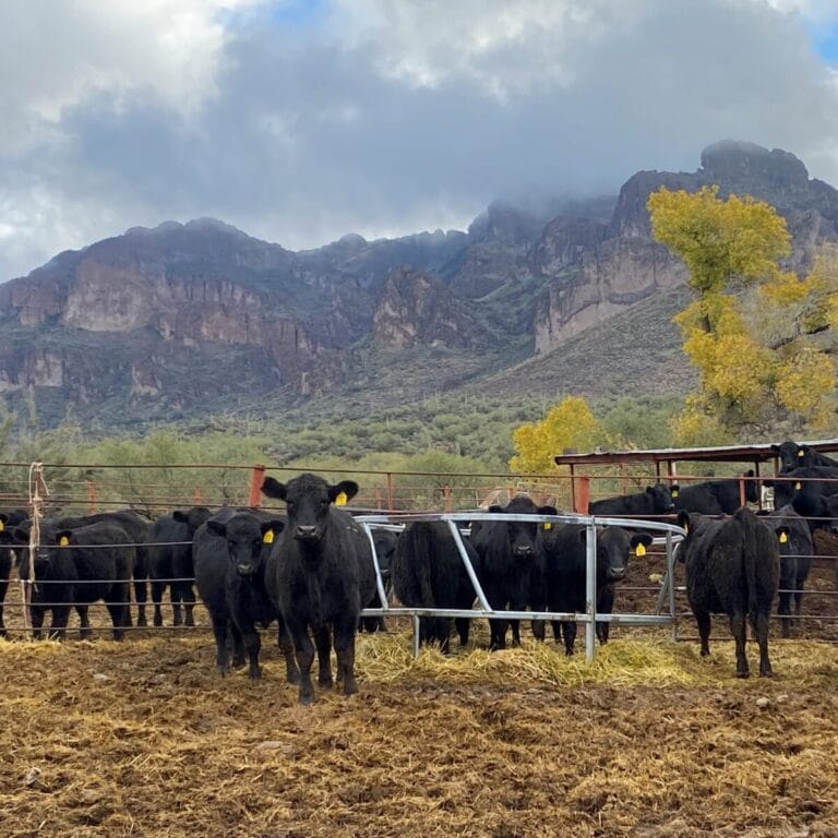 Herd of Black Angus cattle.