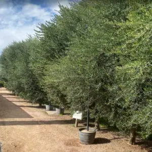 Olive grove