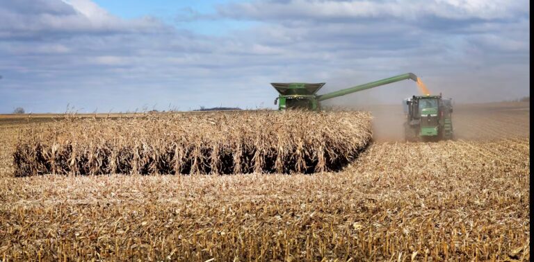 A tractor and harvesting machine working together in a large field, cutting and collecting crops under a cloudy sky, with rows of harvested crops visible in the foreground.